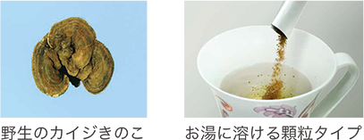 野生のカイジきのこ お湯に溶ける顆粒タイプ